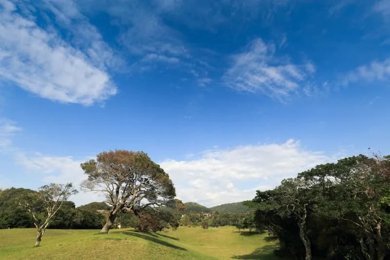 A fairway at Port St Johns, fringed by dense coastal bush
